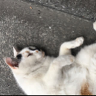 nyanko-music