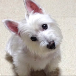 yako