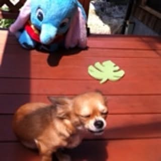 yuhimuffin