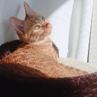 yuki