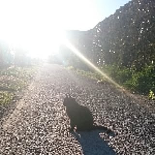 96neko