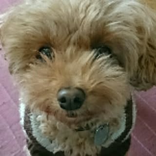 Ringo