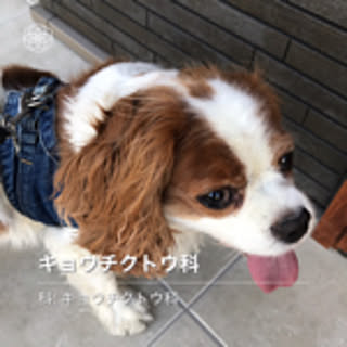 shingi_yamamoto