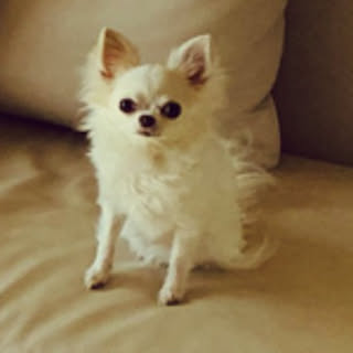 siru