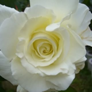 m.cocogarden