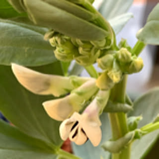 soramame