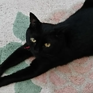 kotakiki