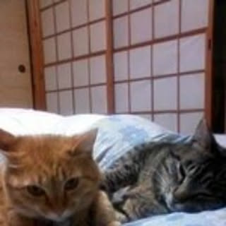 moetsuko