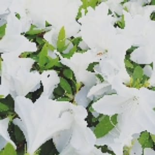 yuki