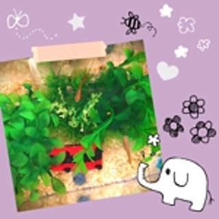 wakana