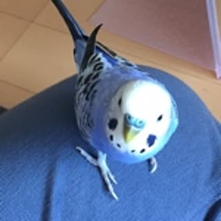 piko