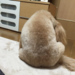 momonga