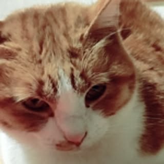 Sasa