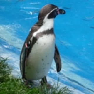 wjaz_tw