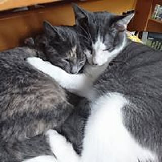 yumie