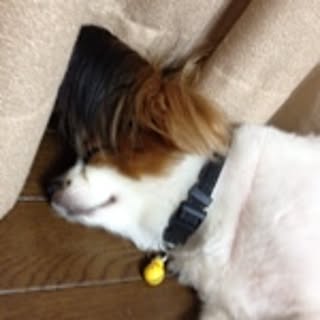 wakana