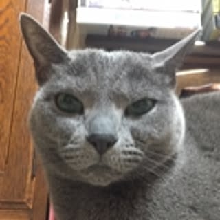 jacksota