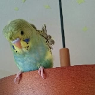 tomo
