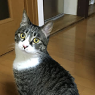 totoro