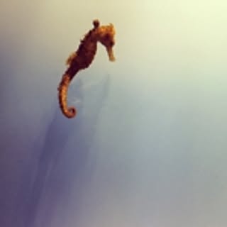 monko