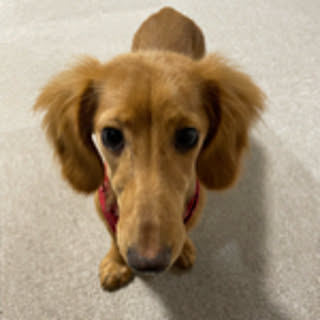 pino
