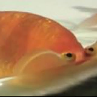 Kanoko