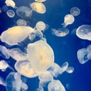 sea