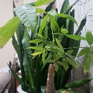 MARO
