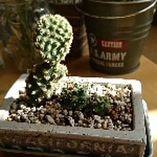 cocosatsu
