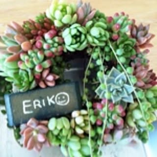 2525eringo