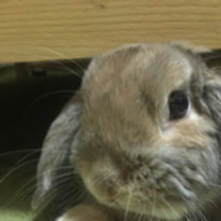Sayuri