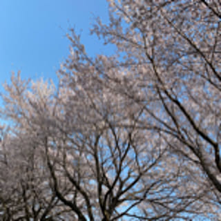 kuro