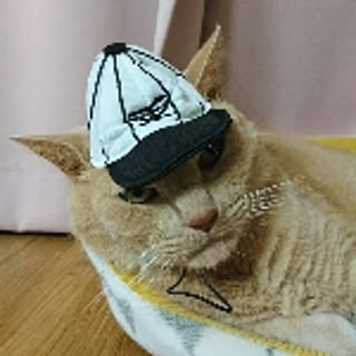 chabu