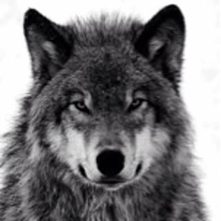 -growl-