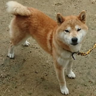 hitomi