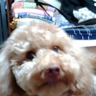 mr.sanadren