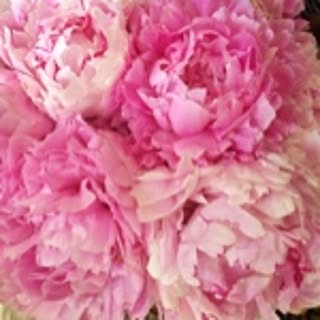 peoniesfordayz