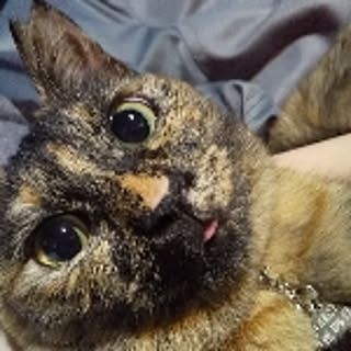 mie