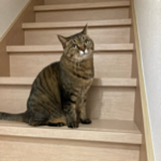 kirinsan