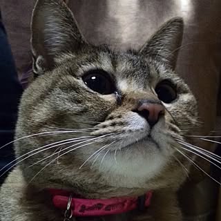 sumiyu_k
