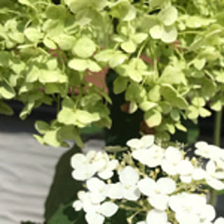 muguet