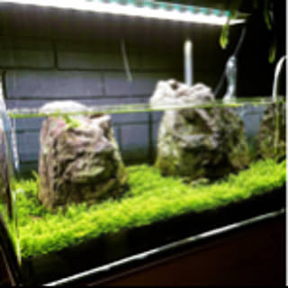 aquarist_tk