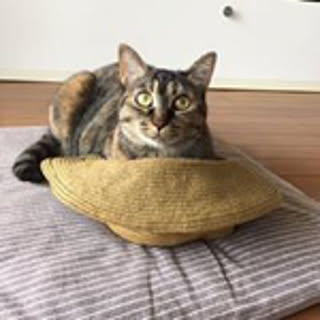 Sachinosuke