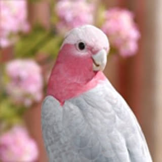 gosyosan