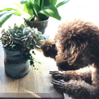 moa_ai