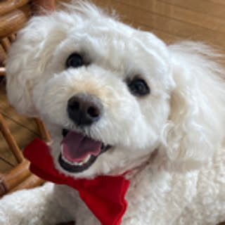 Kuma
