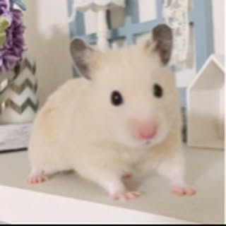maruchan