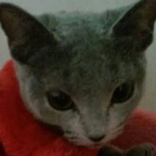 runyannko