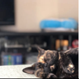 Hide