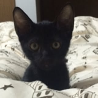 cocoshan